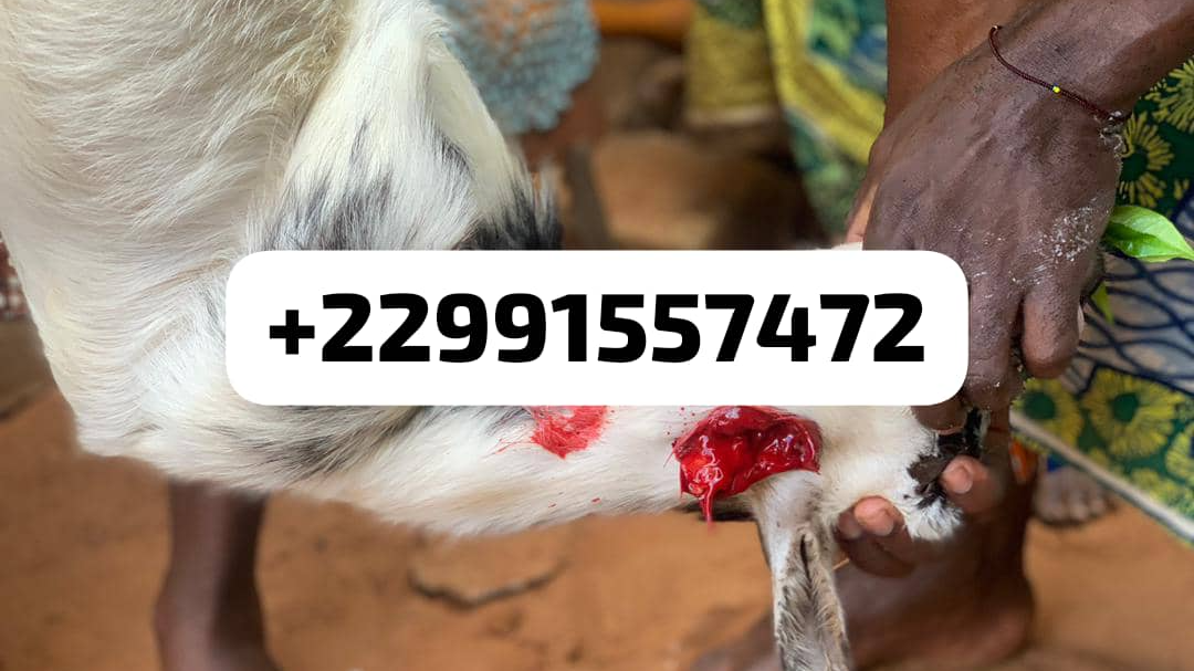 Marabout Voyant Papa Onigbo: Expert en Voyance et Rituels Spirituels